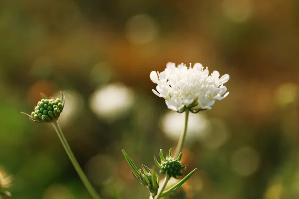 Beautiful white wildflower — Stock Photo, Image
