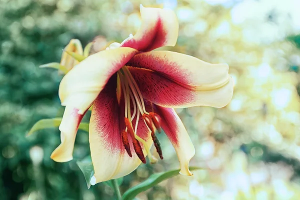 Hermosa flor fresca —  Fotos de Stock