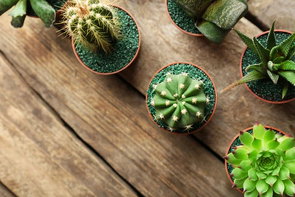 Kaktüsler ve succulents tencere — Stok fotoğraf