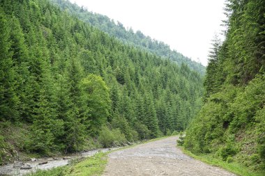 dağ orman yol