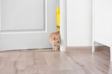 Kırmızı meraklı kedi 