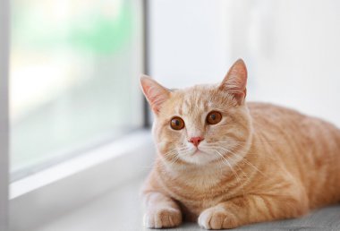 Şirin Kırmızı Kedi 