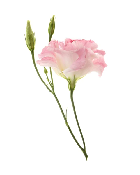 Roze eustoma bloem — Stockfoto