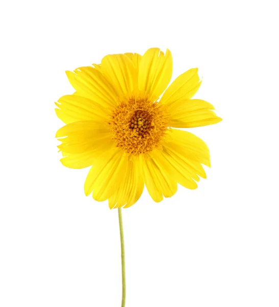 Yellow wildflower on white — Stock Photo, Image