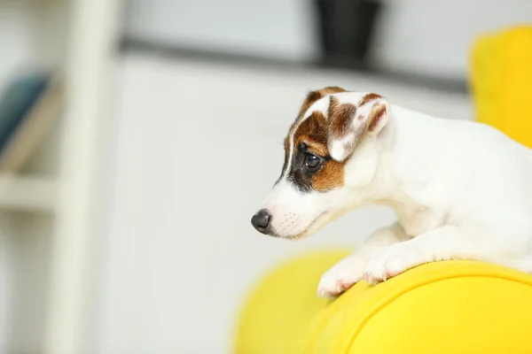 Niedlicher kleiner Hund — Stockfoto