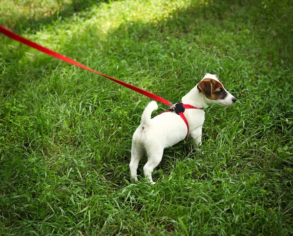 Leuke hond in de kraag — Stockfoto