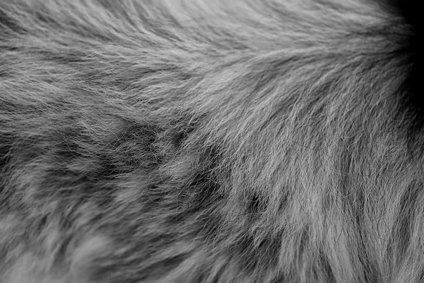 Textures de fourrure de chien — Photo