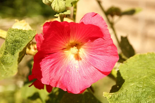 Wildflower czerwony w ogrodzie — Zdjęcie stockowe