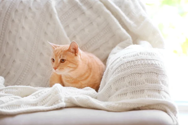 Niedliche Katze im Bus — Stockfoto