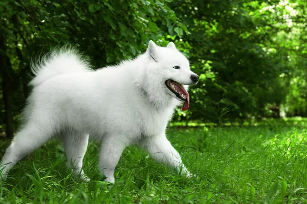 Fluffy samoyed perro —  Fotos de Stock