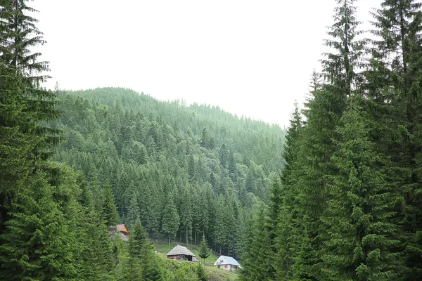 Grüne Waldhügel — Stockfoto