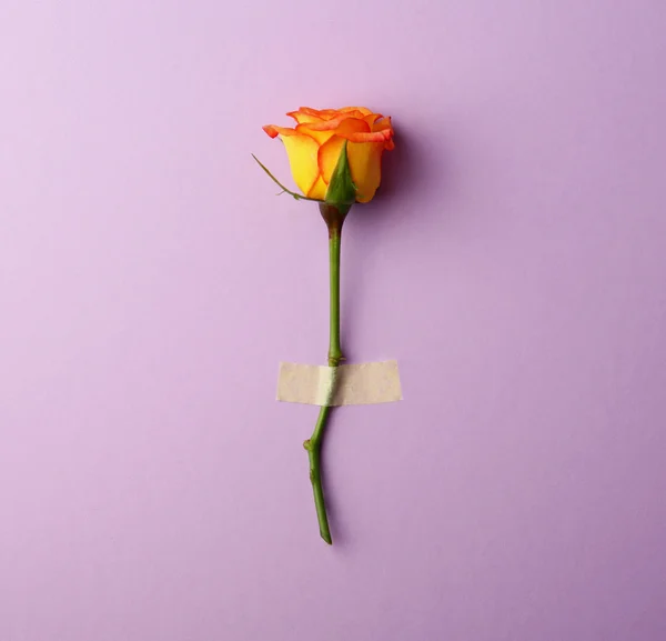 Färska orange rose — Stockfoto