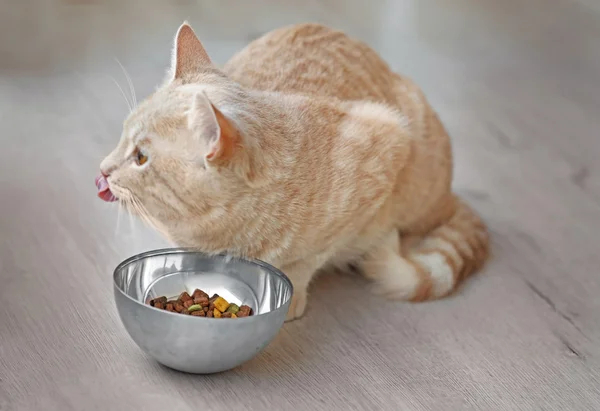 Милая кошка ест из миски — стоковое фото