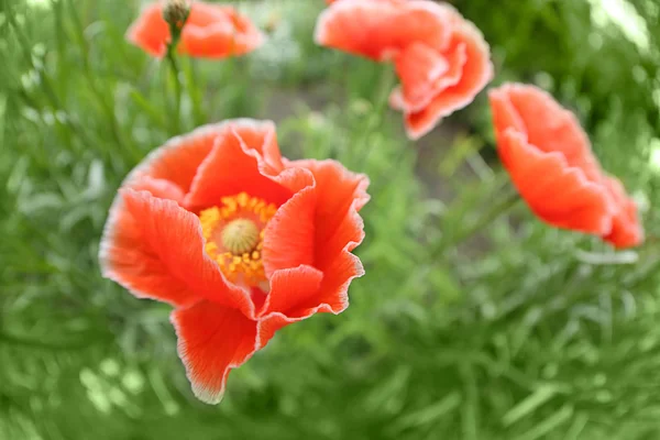 Red poppies in the field — Stock Photo, Image