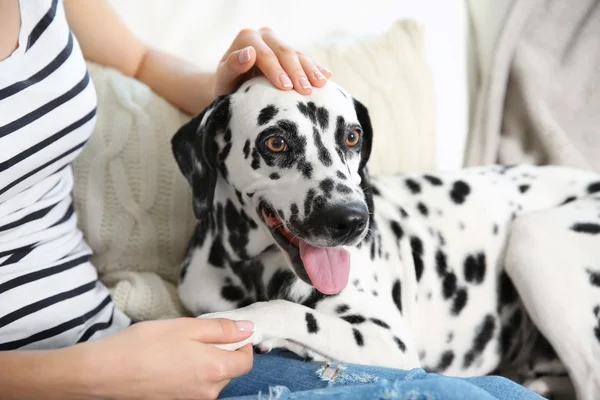 Proprietário com seu cão dalmatian — Fotografia de Stock