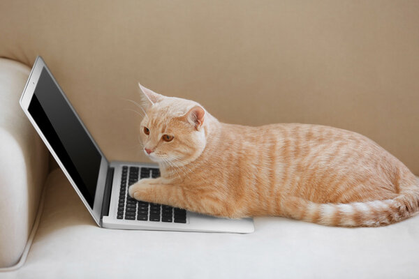 Cute cat with laptop