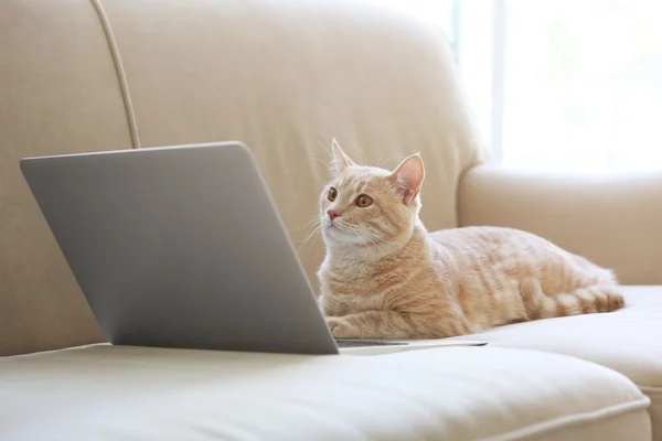 Cute cat with laptop — Stock Photo, Image