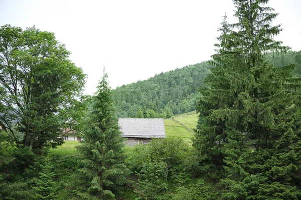 Grüne Waldhügel — Stockfoto