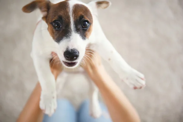 Jack russell teriér — Stock fotografie