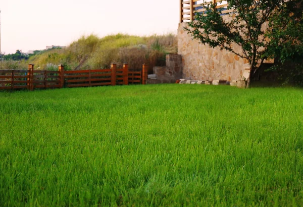 Giardino verde sul retro — Foto Stock