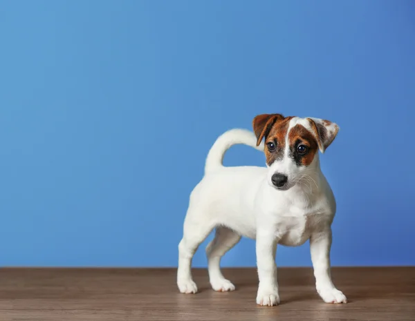 Jack russell terrier — Stockfoto