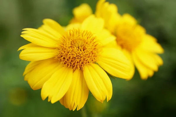 Gula vilda blommor på nära håll — Stockfoto