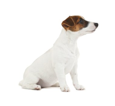 Jack Russell Teriyeri