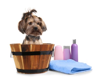 tahta kova küçük köpek 