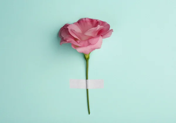 Flor de eustoma rosa — Fotografia de Stock