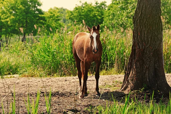 Piękny koń pastwiskowy — Zdjęcie stockowe