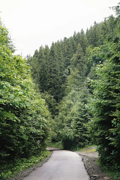 Estrada na floresta de montanha — Fotografia de Stock