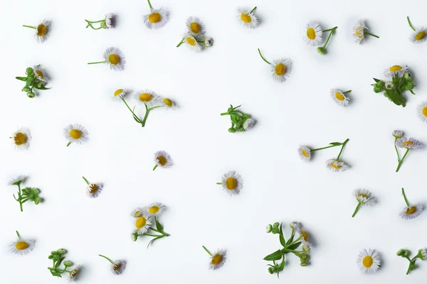 Małe kwiaty rumianku — Zdjęcie stockowe