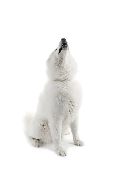 Fluffy samoyed perro — Foto de Stock