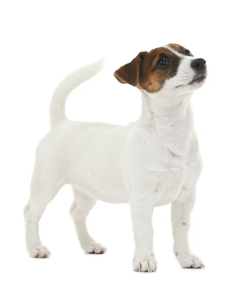 Jack Russell Terrier Przewodniczący — Zdjęcie stockowe