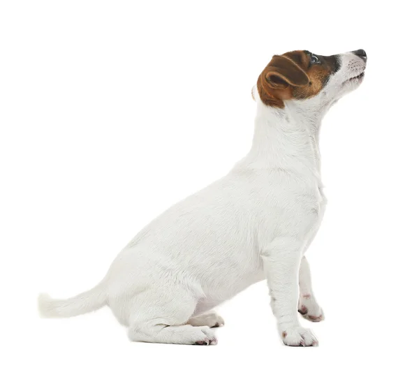 Jack Russell terrier — Foto Stock