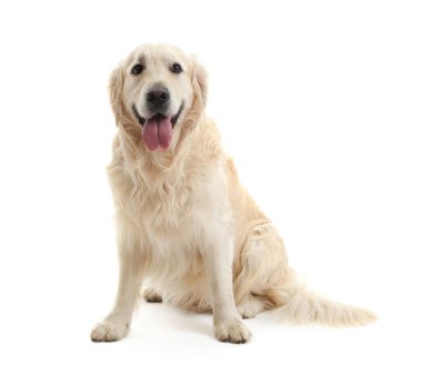 Youg retriever köpek