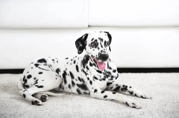 Krásný Dalmatin pes — Stock fotografie