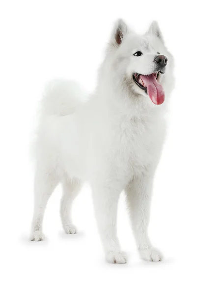 Nadýchané pes samojed — Stock fotografie