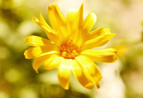 Gelbe Wildblume aus nächster Nähe — Stockfoto