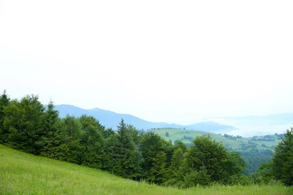 Horský Lesní krajina — Stock fotografie