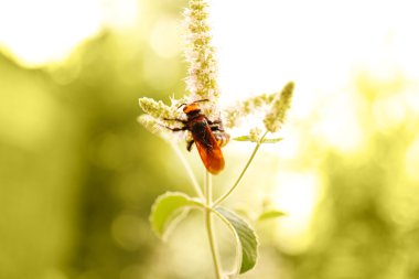 Wasp üzerinde arka plan üzerinde kır çiçeği