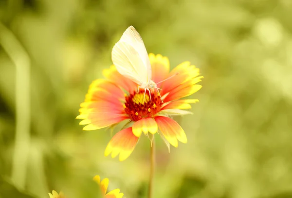 Bela flor selvagem no fundo — Fotografia de Stock