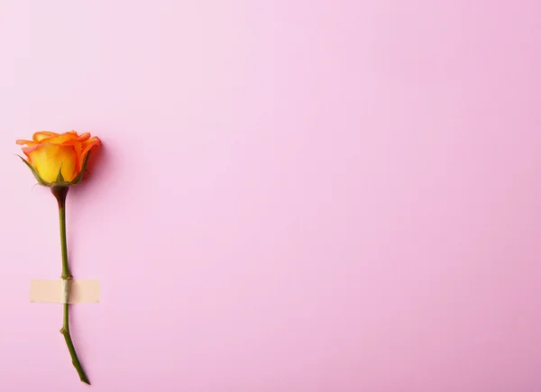 Frische orange Rose auf dem Hintergrund — Stockfoto