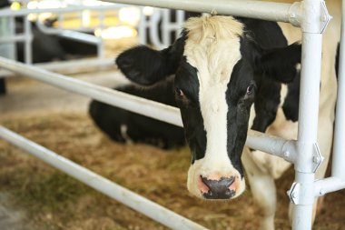 Arka plan üzerinde corral inek