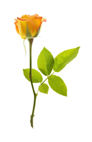 Čerstvé světlé růže — Stock fotografie