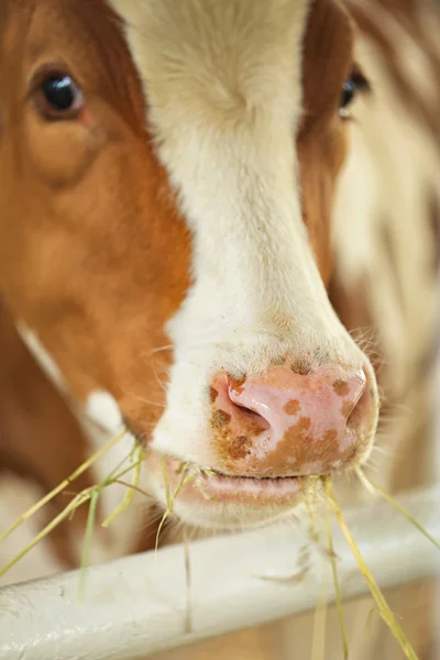 Vaca em curral no fundo — Fotografia de Stock