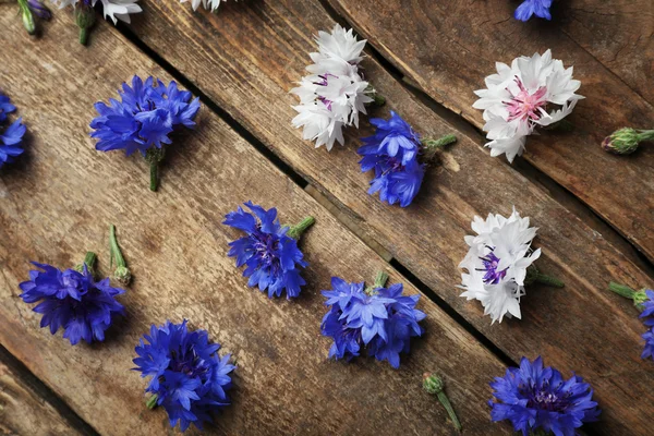 Bluett fiori sparsi su sfondo — Foto Stock