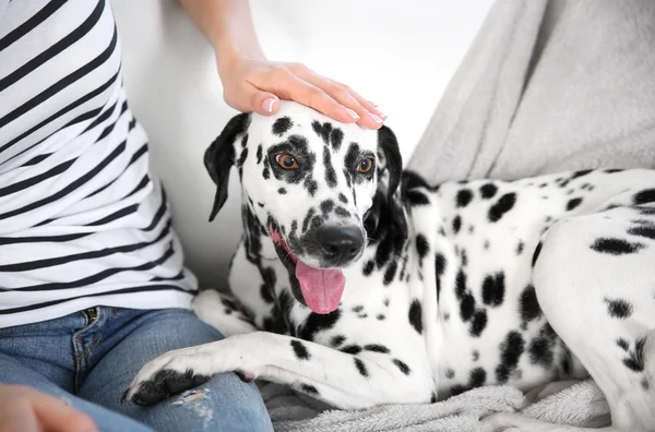 Właściciel z jej pies dalmatyńczyk — Zdjęcie stockowe