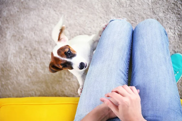 Cane giocando vicino gambe donna — Foto Stock