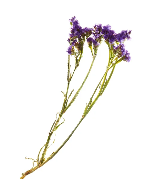 Violette Wildblumen — Stockfoto